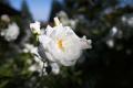 IMG_5169 white rose at international rose test garden